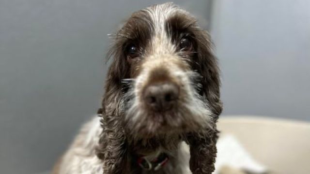 Pet Image